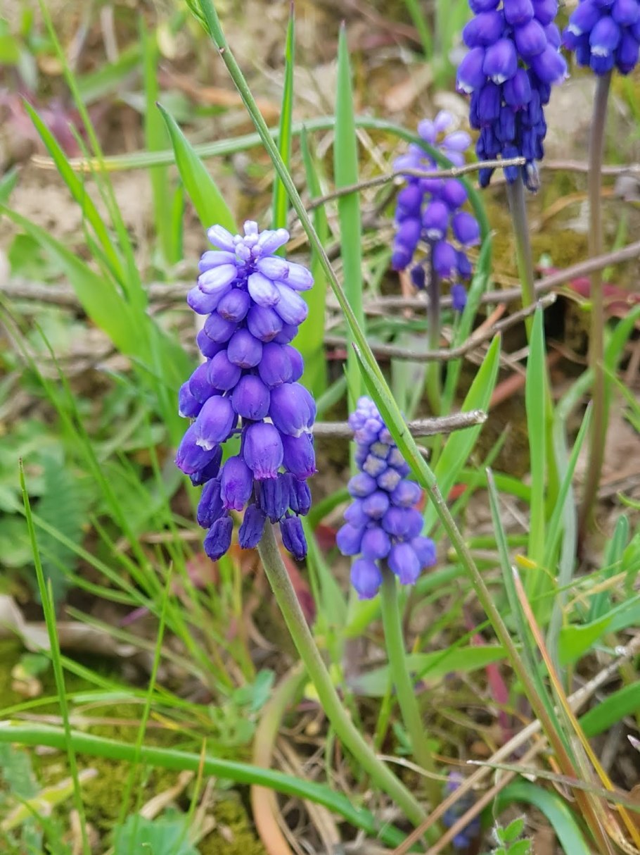 Гадючий лук мускари