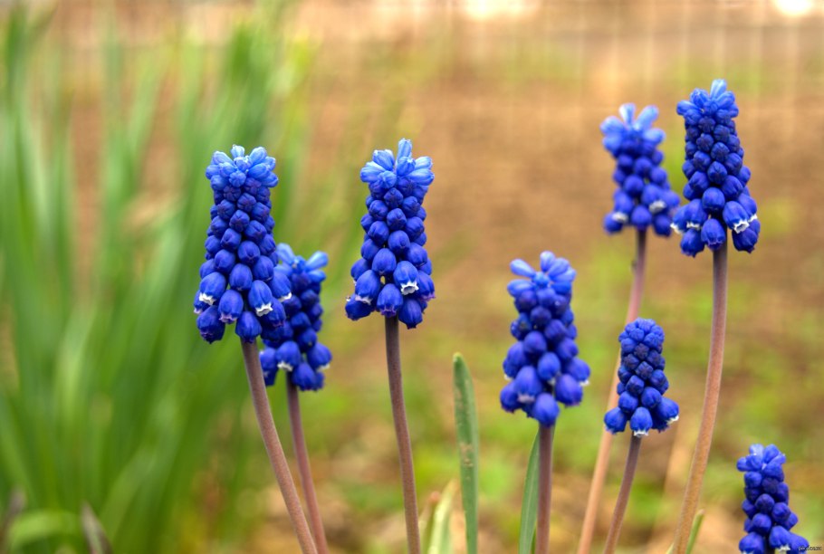 Мускари Лазурный альбум