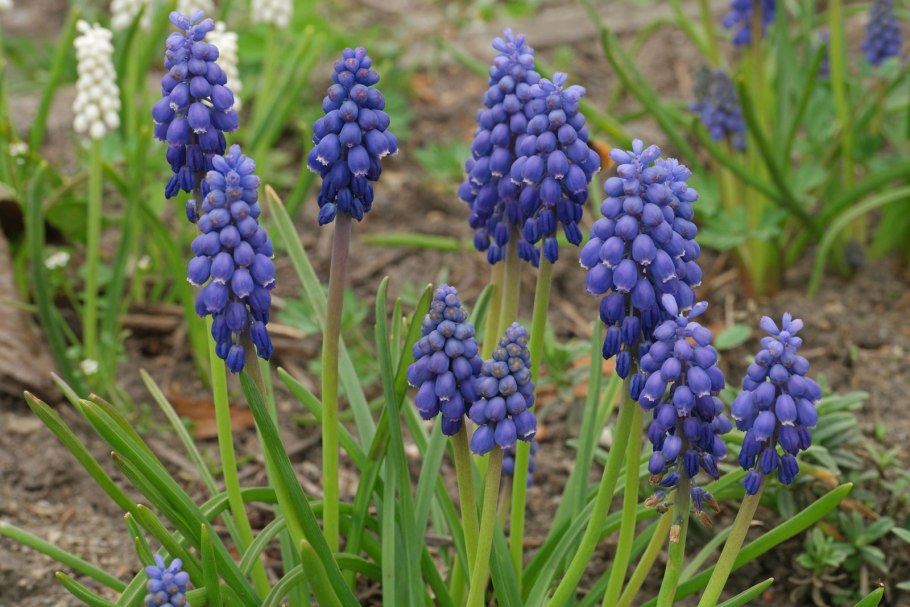 Подполынник трава