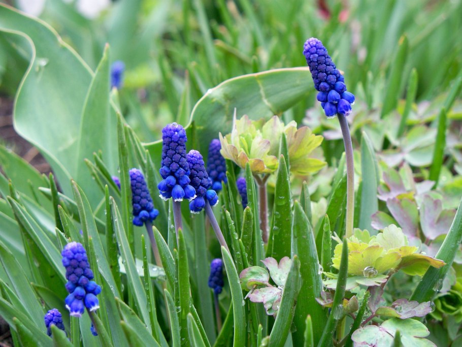 Первоцвет мышиный гиацинт