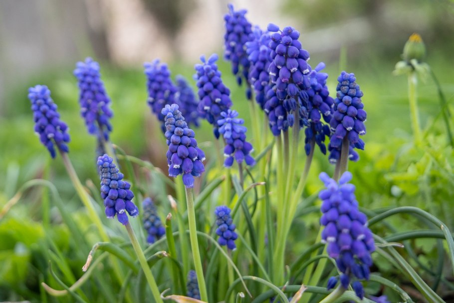 Мышиный гиацинт мускари