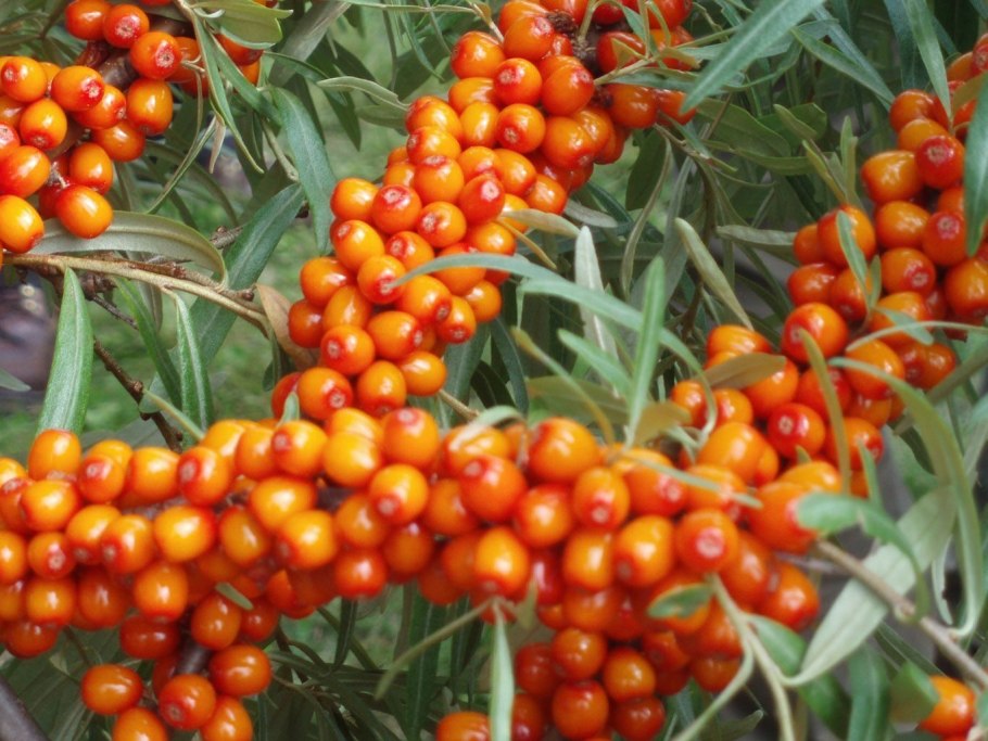 Облепиха иволистная (Hippophae salicifolia l.)