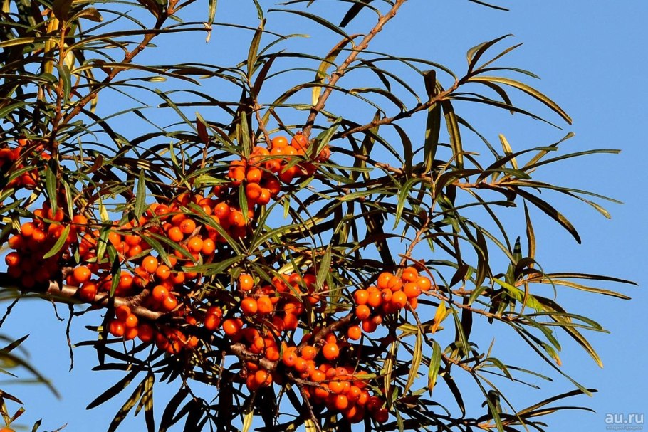 Облепиха крушиновидная (Hippophae rhamnoides)