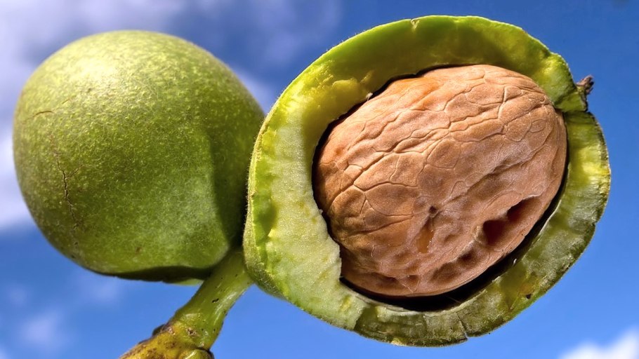 Орех грецкий Каларашский