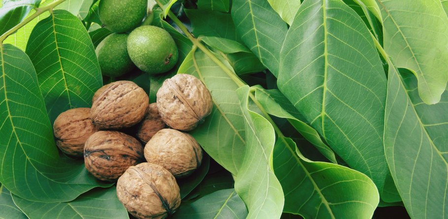 Орех грецкий (Juglans Regia)