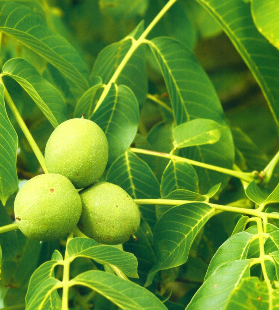 Черный грецкий орех дерево