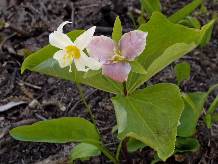 Erythronium montanum