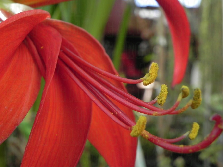 Спрекелия великолепная