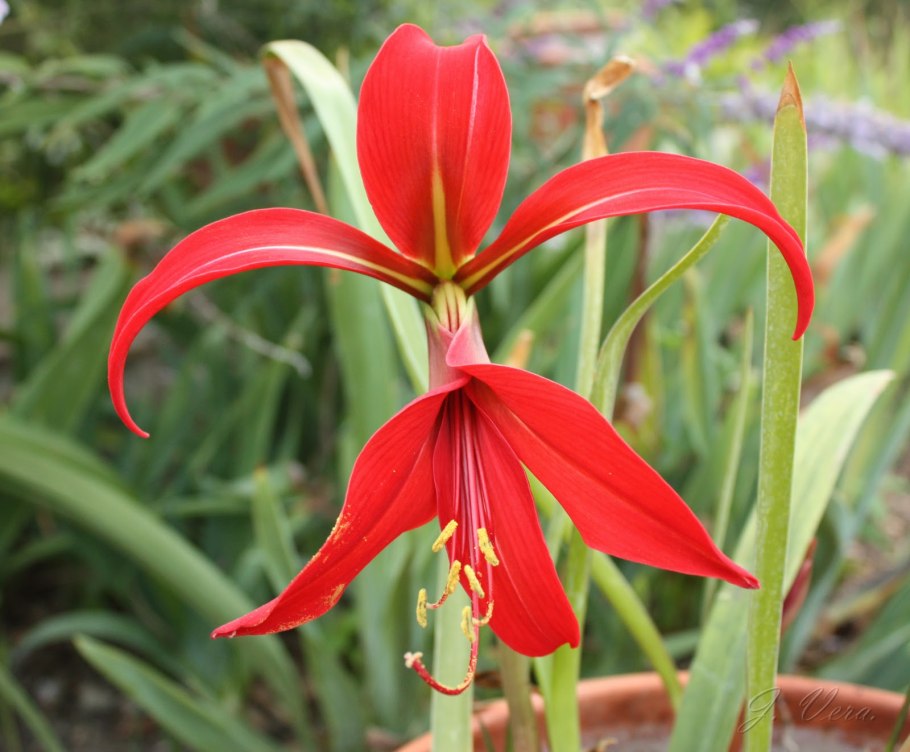 Кринум красный комнатный