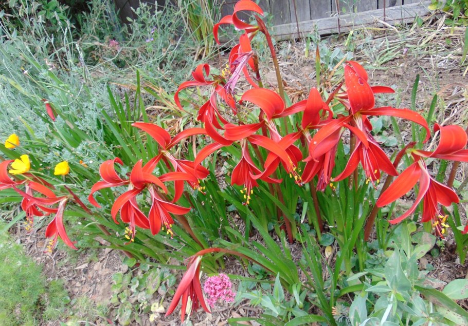 Шпрекелия домашняя