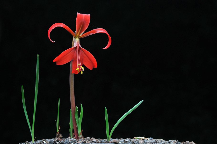 Спрекелия (Sprekelia)