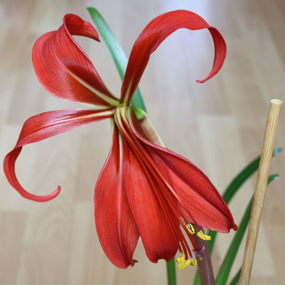 Спрекелия (Шпрекелия)