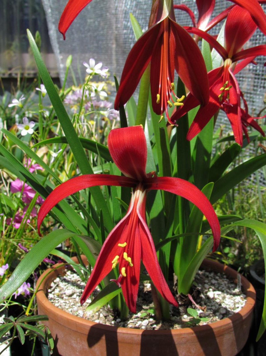 Спрекелия Formosissima