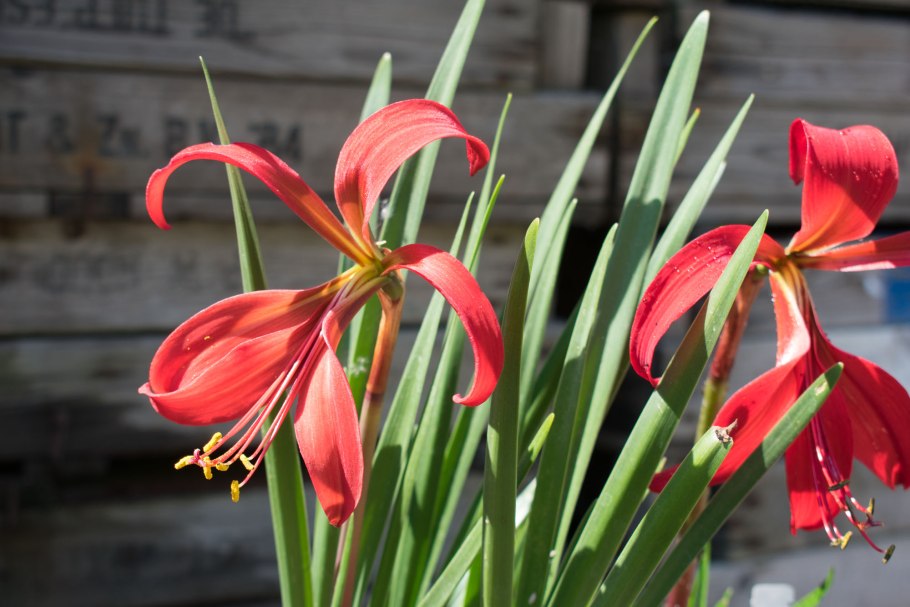 Лилия тамплиеров Шпрекелия