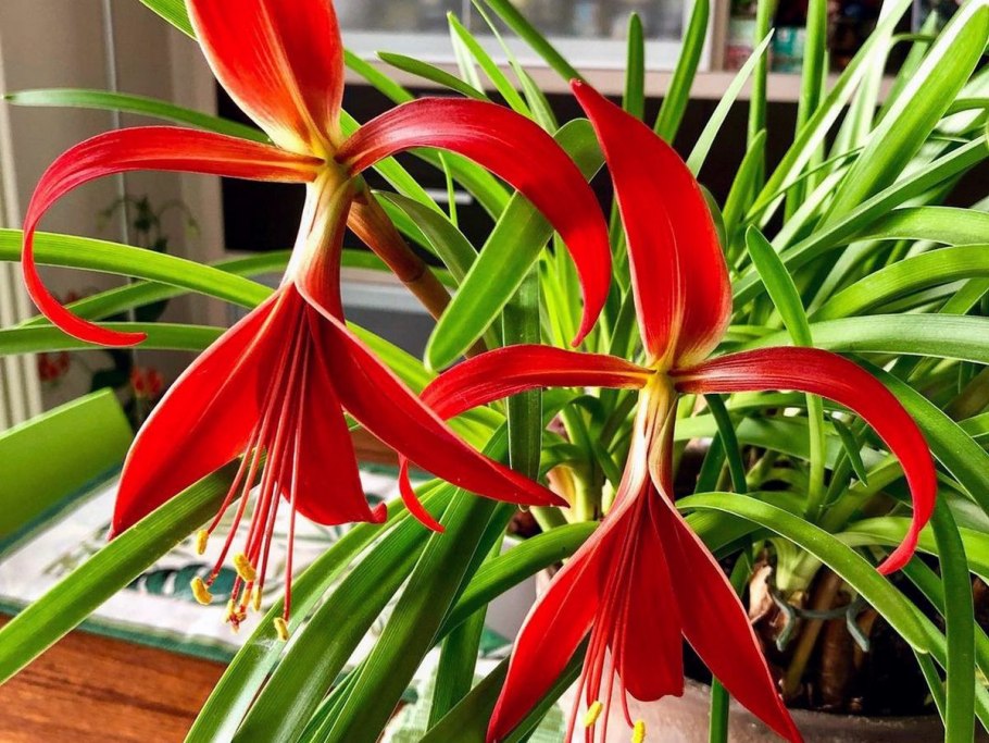 Шпрекелия Формосисия