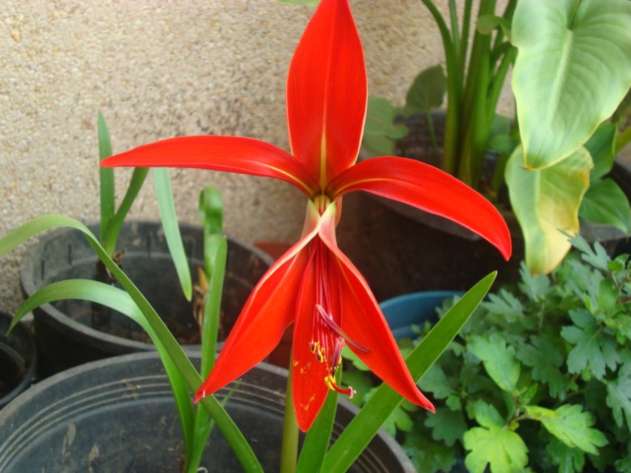 Луковицы шпрекелии купить