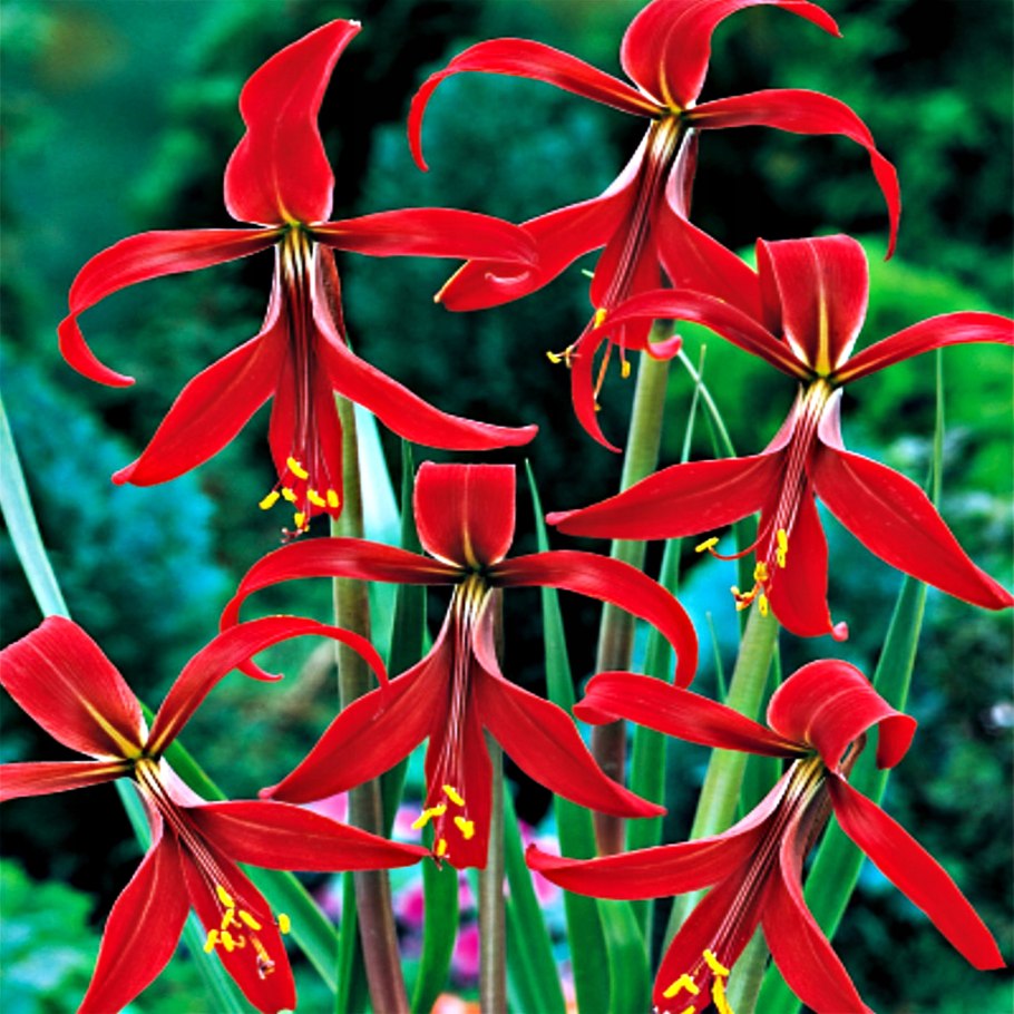 Шпрекелия луковицы