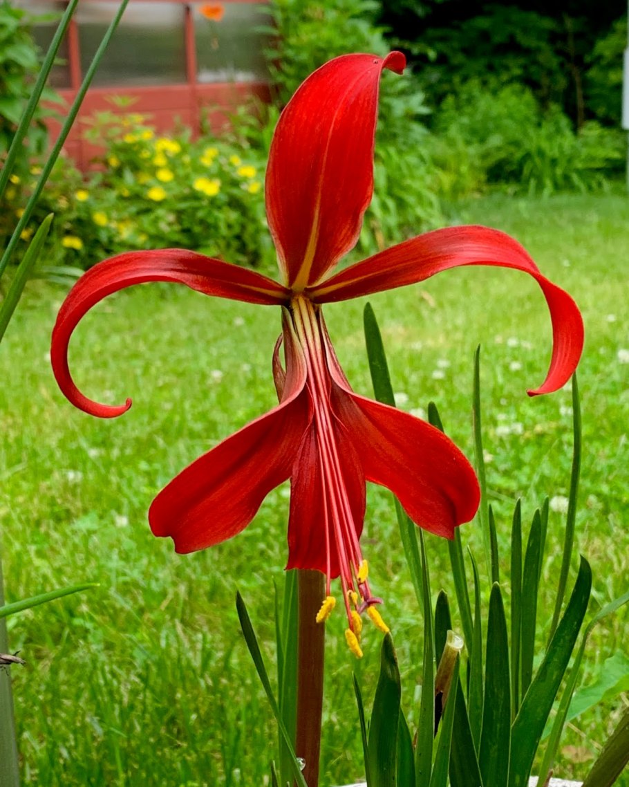 Спрекелия (Шпрекелия)