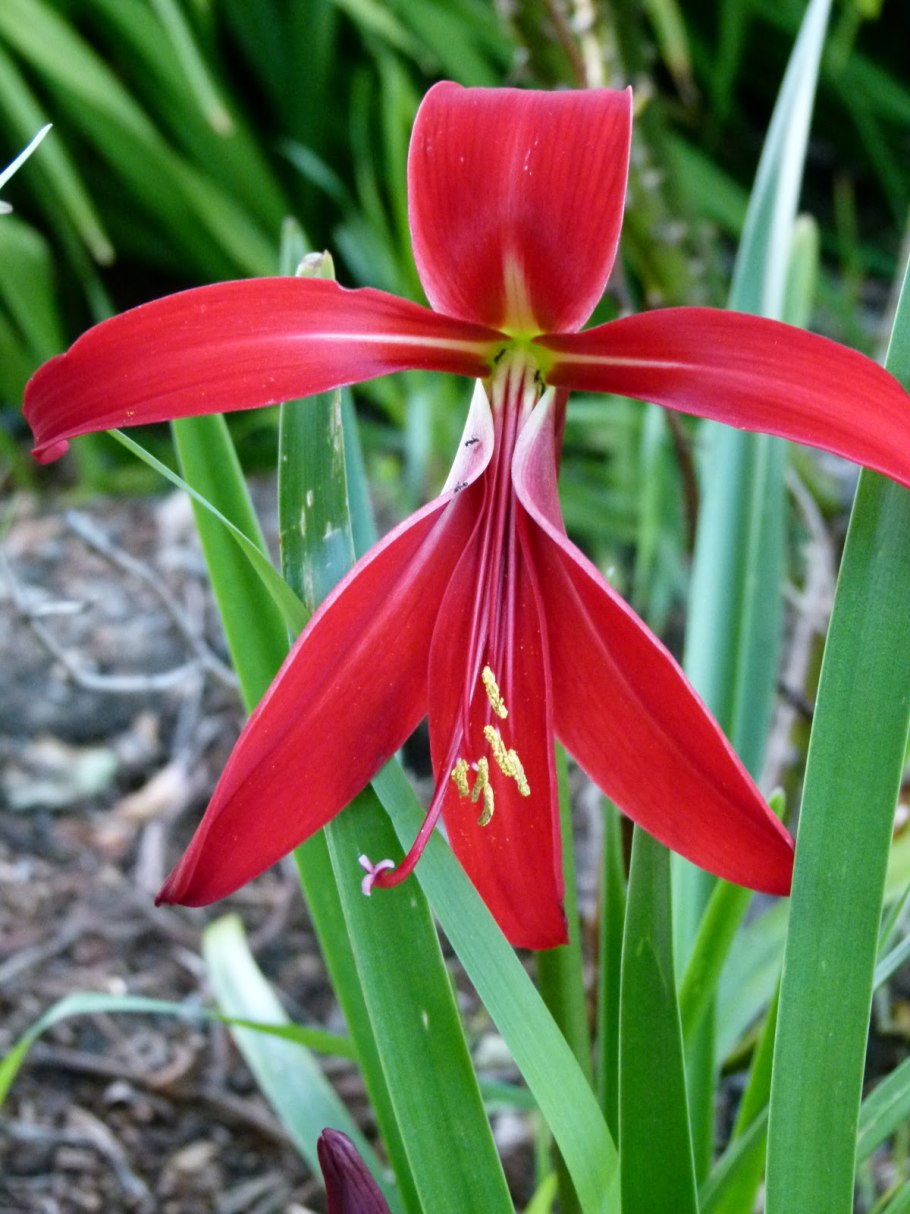 Спрекелия (Шпрекелия)