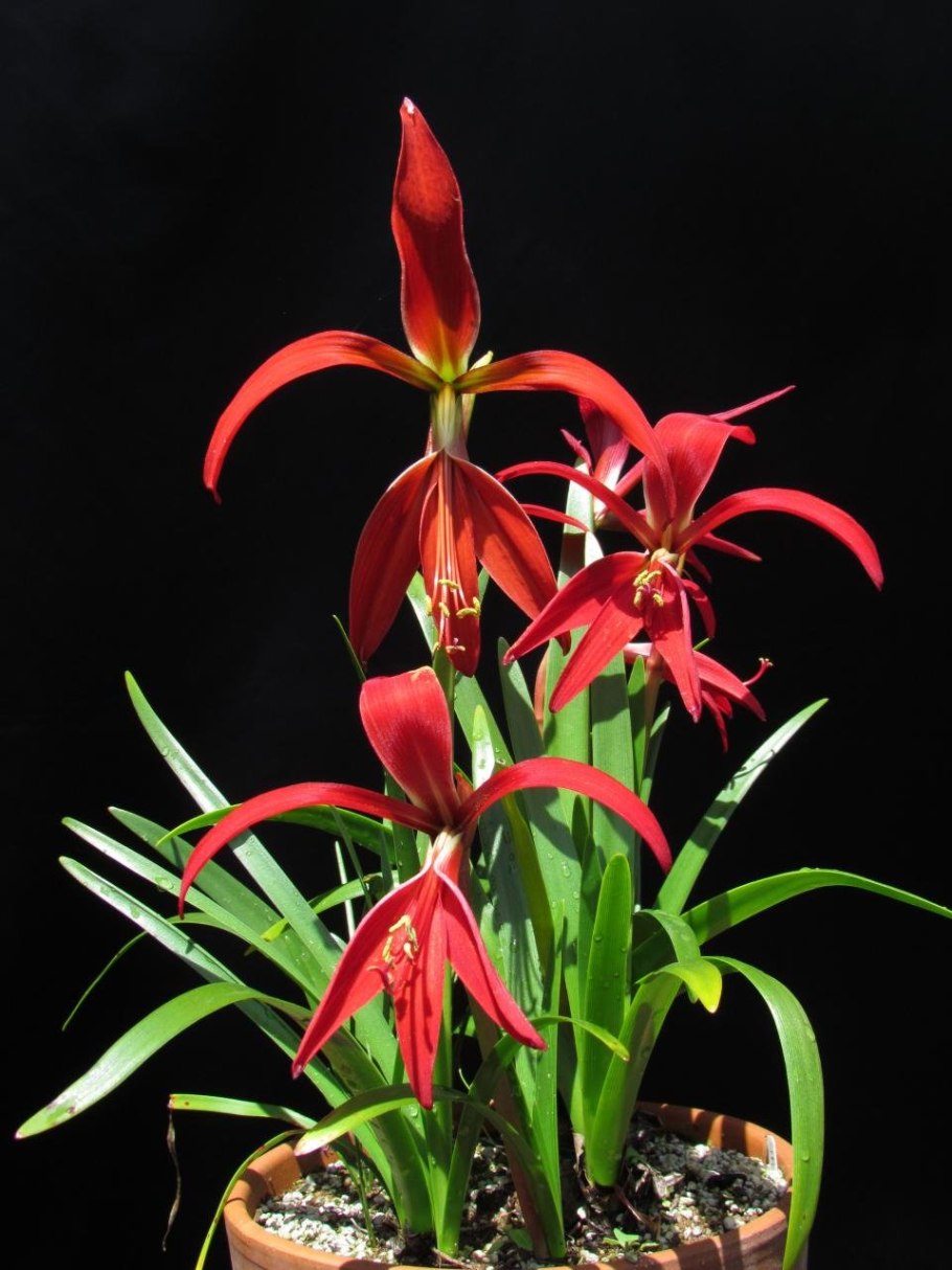 Спрекелия фото луковицы