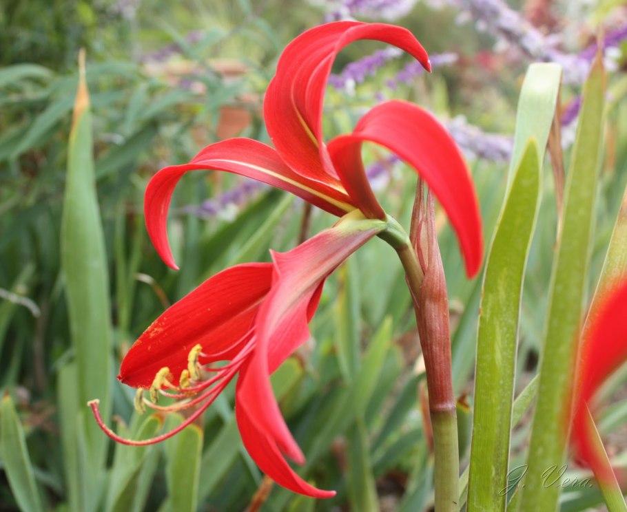 Спрекелия Формоса