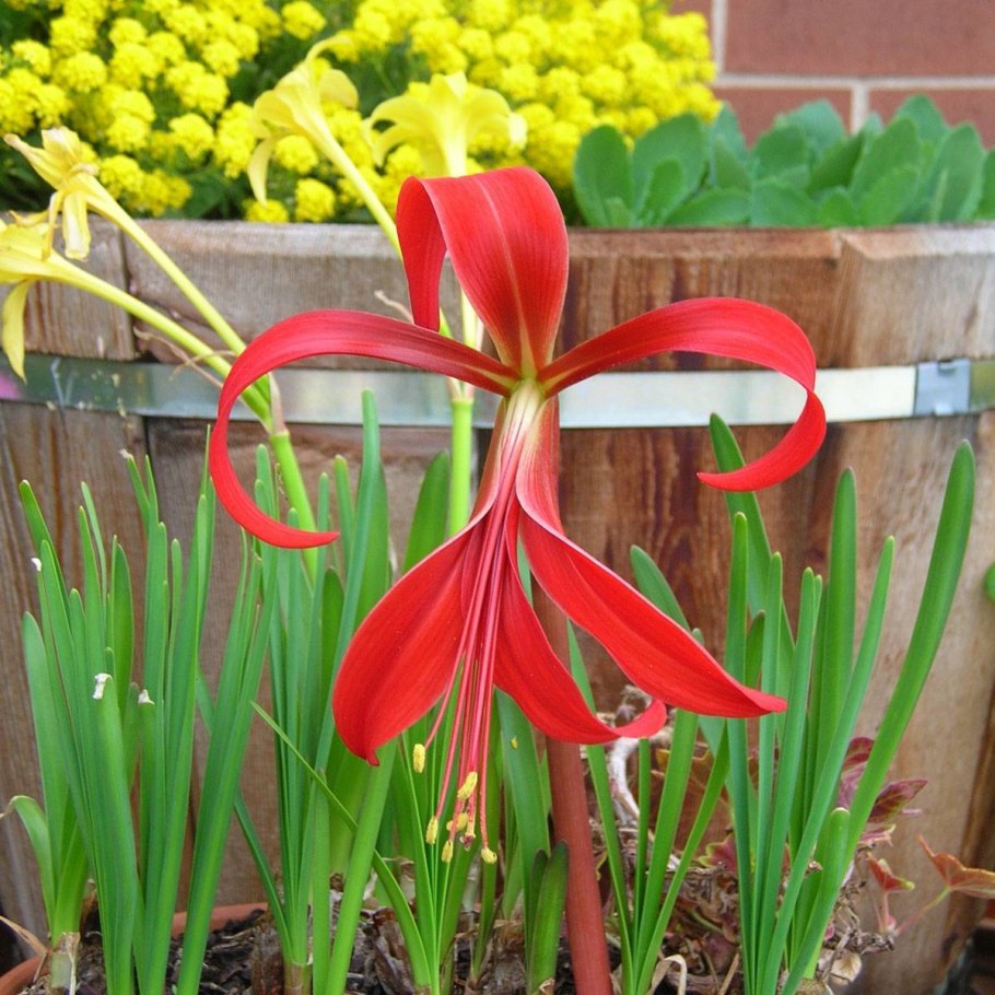 Sprekelia Formosissima