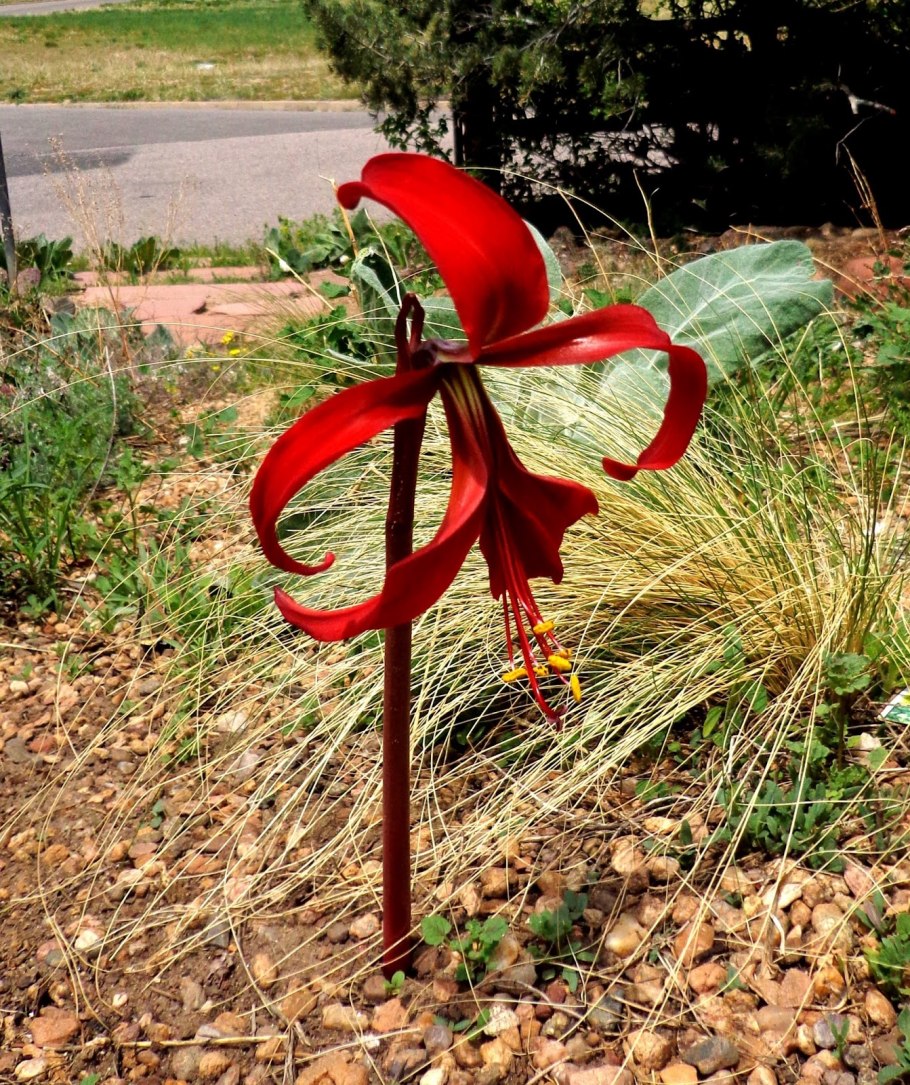 Спрекелия цветок комнатный уход