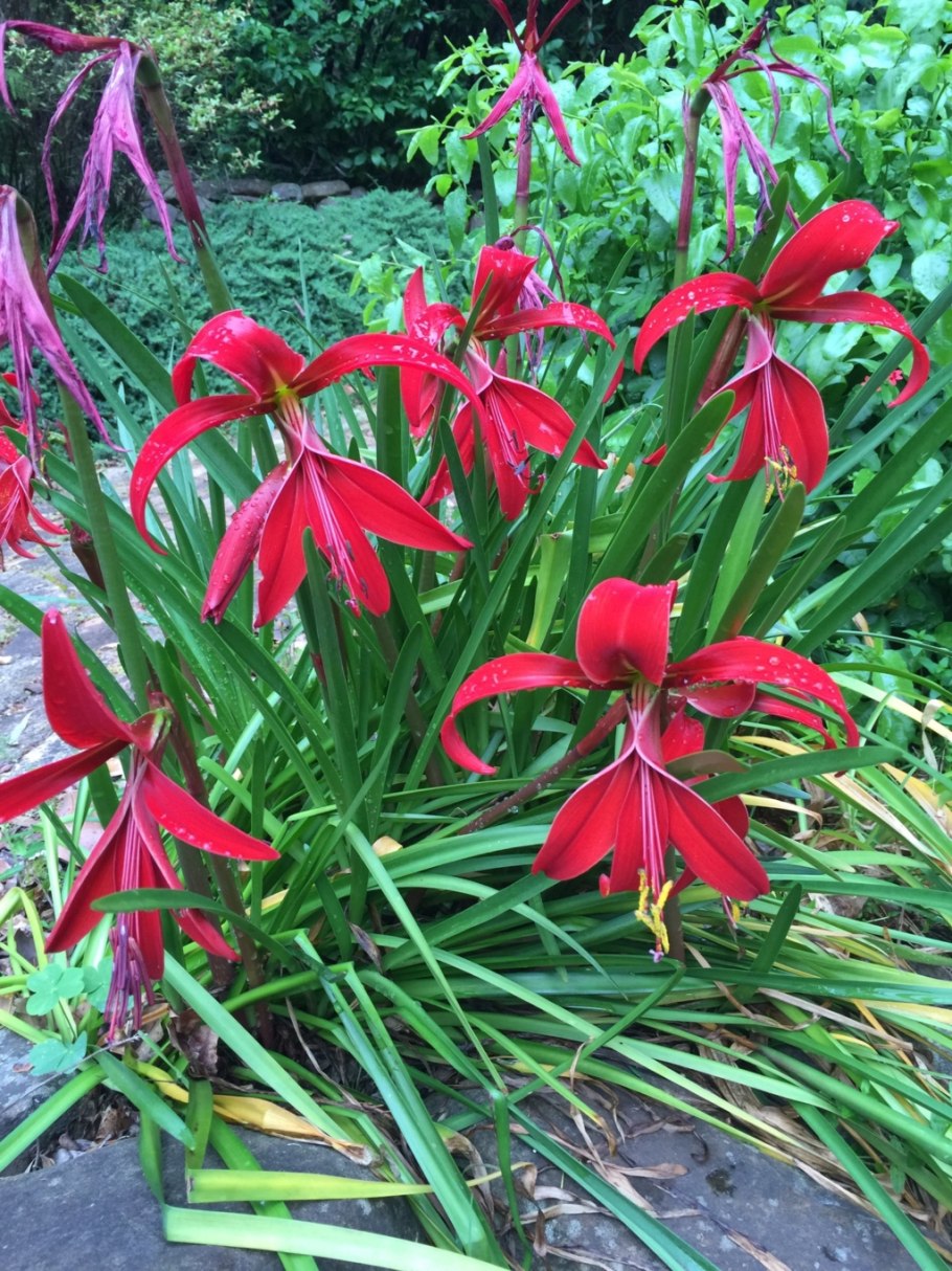 Кровоцвет растение