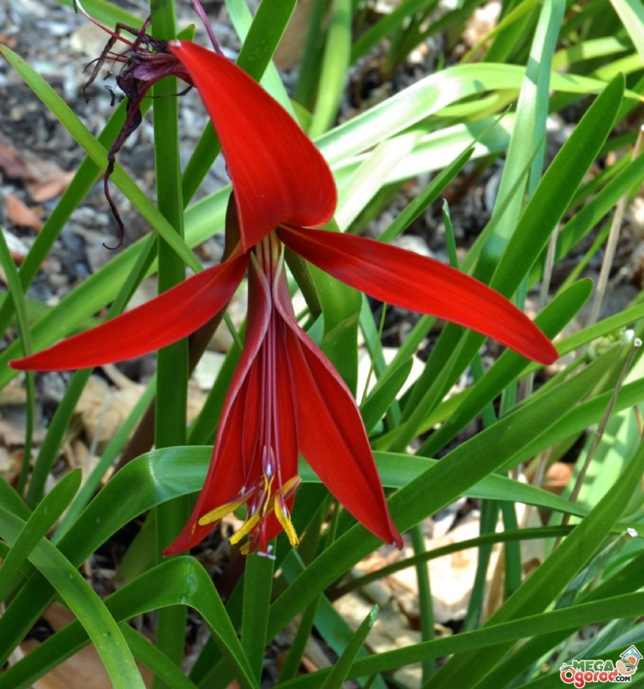 Шпрекелия великолепная