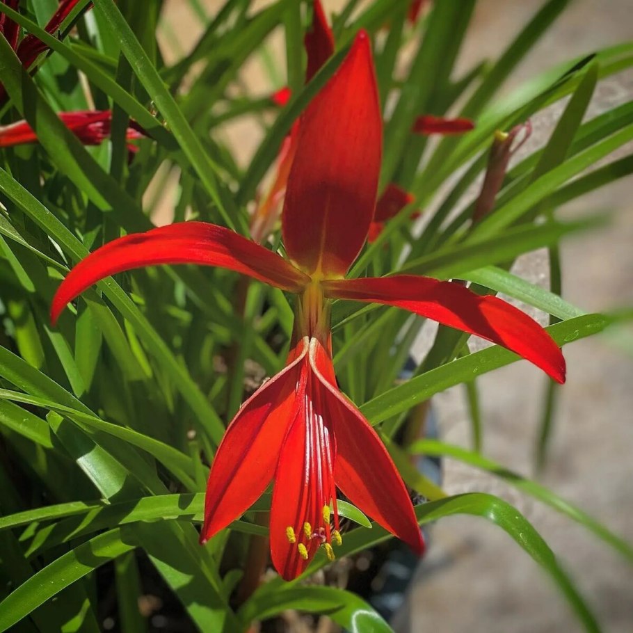 Шпрекелия великолепная