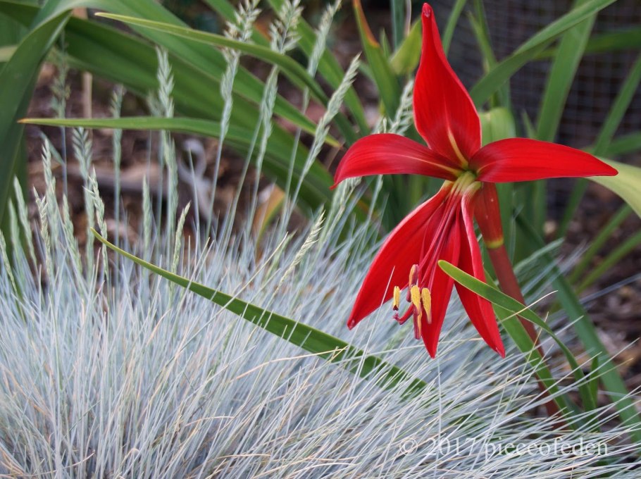 Лилия ацтеков