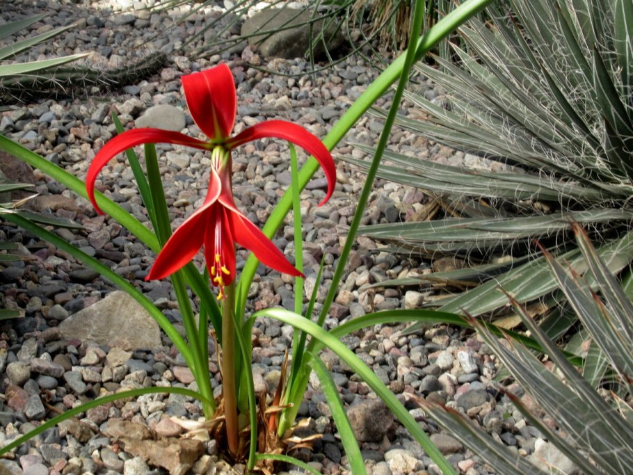 Шпрекелия прекраснейшая