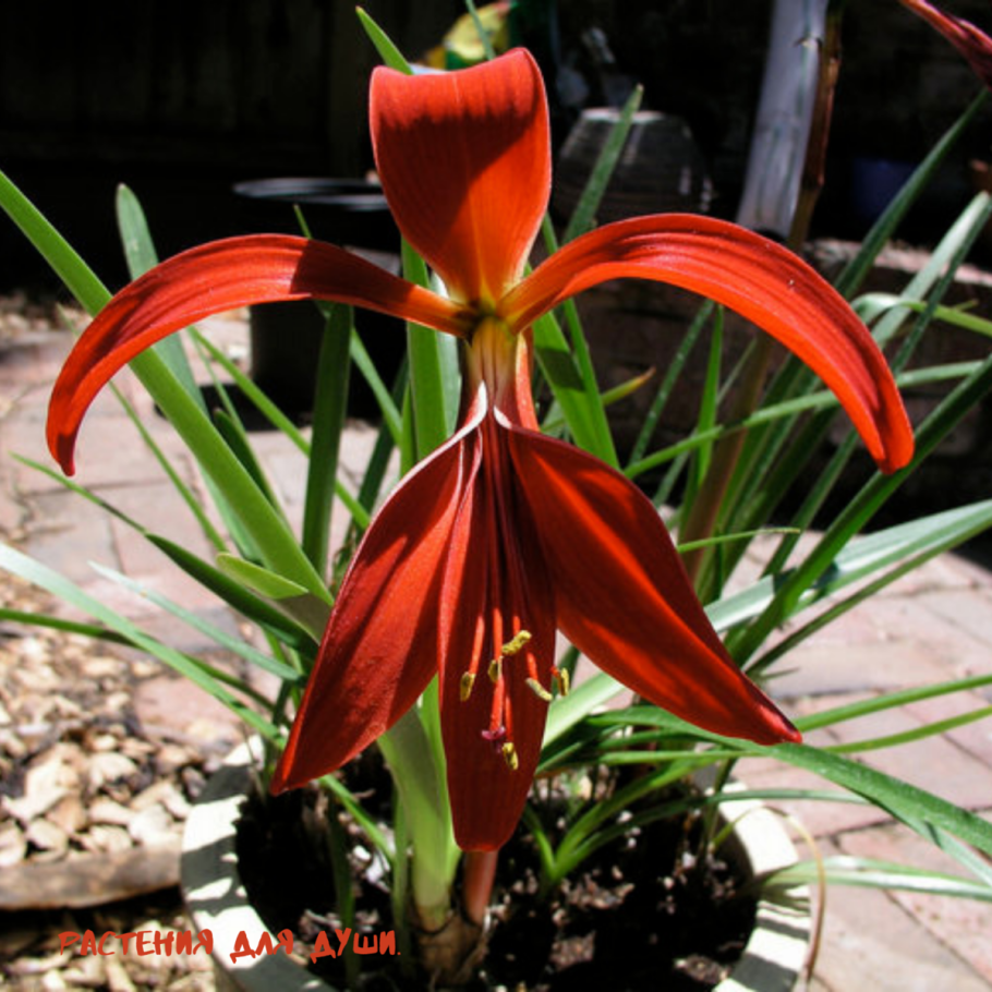 Спрекелия Формоза 18/20 (1) Леф.