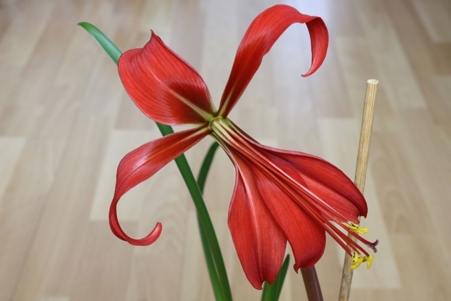 Спрекелия Формоза 18/20 (1) Леф.