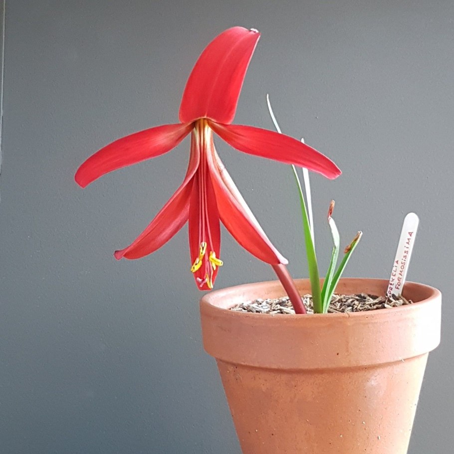 Шпрекелия Формосиссима