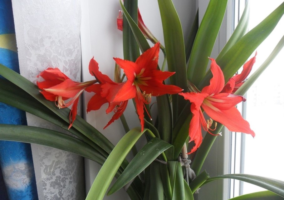 Красный цветок экзот