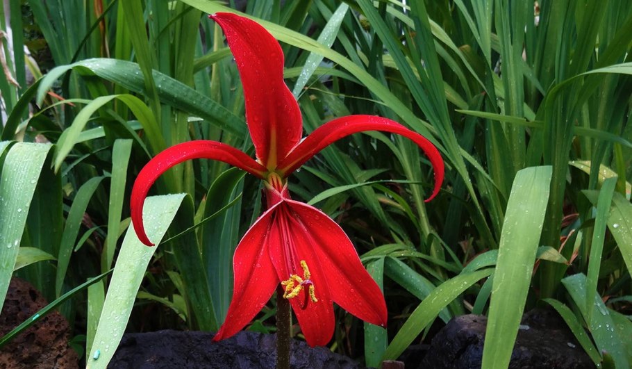 Спрекелия Formosissima