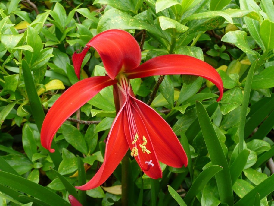 Спрекелия Формоса