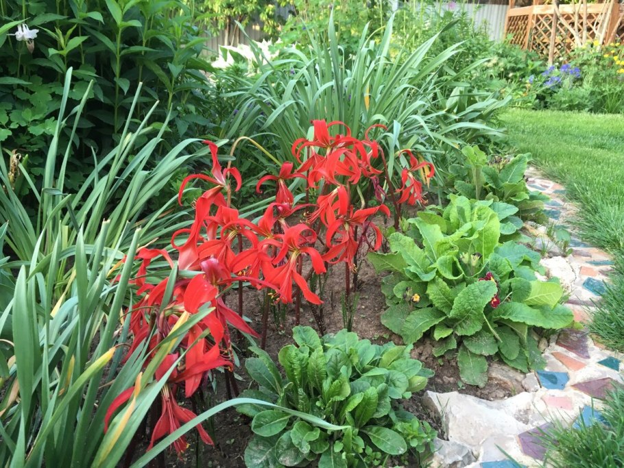 Кринум Cintho Alfa