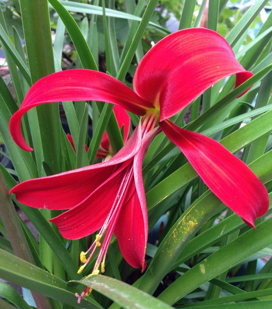 Спрекелия (Шпрекелия)