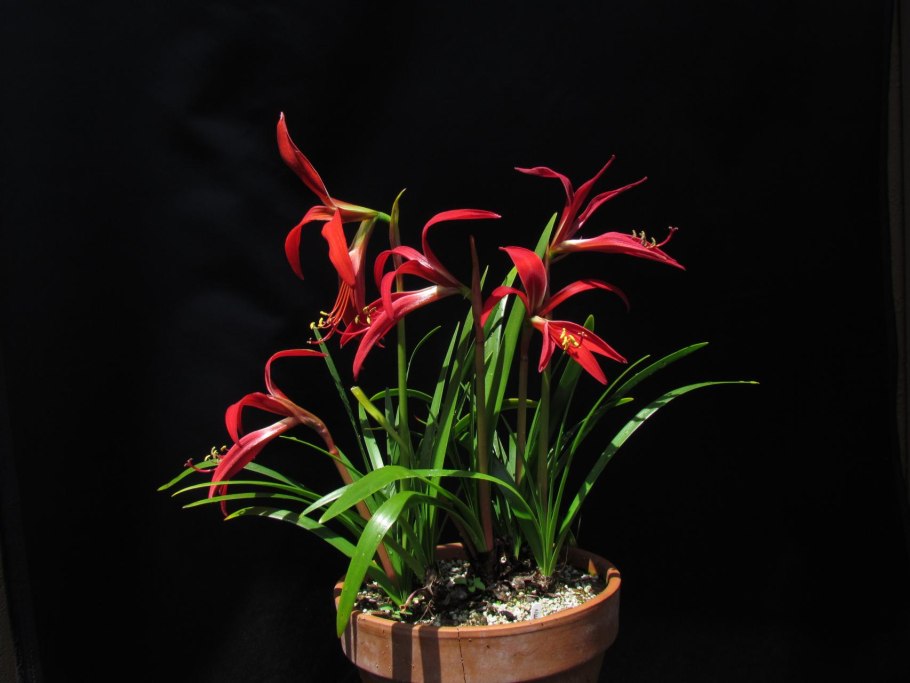 Цветок Шпрекелия великолепная