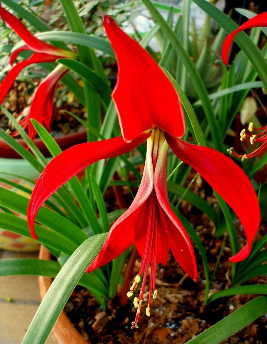 Амариллис Ботаническая иллюстрация