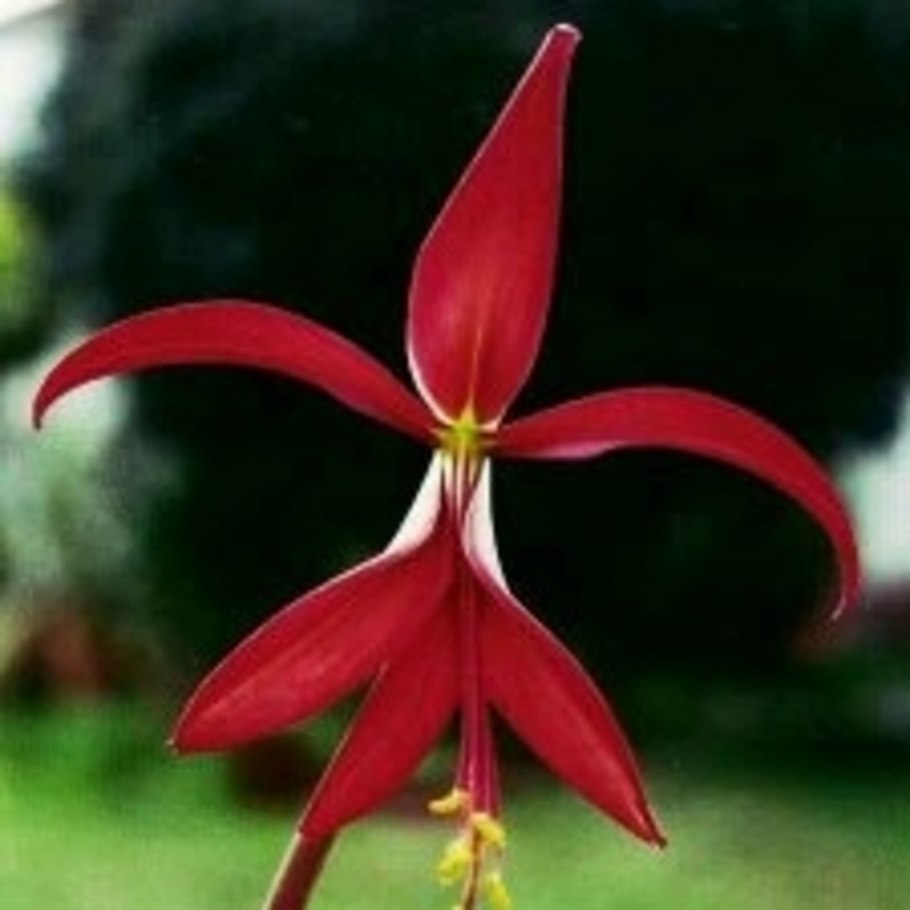 Лилия Апполо комнатная