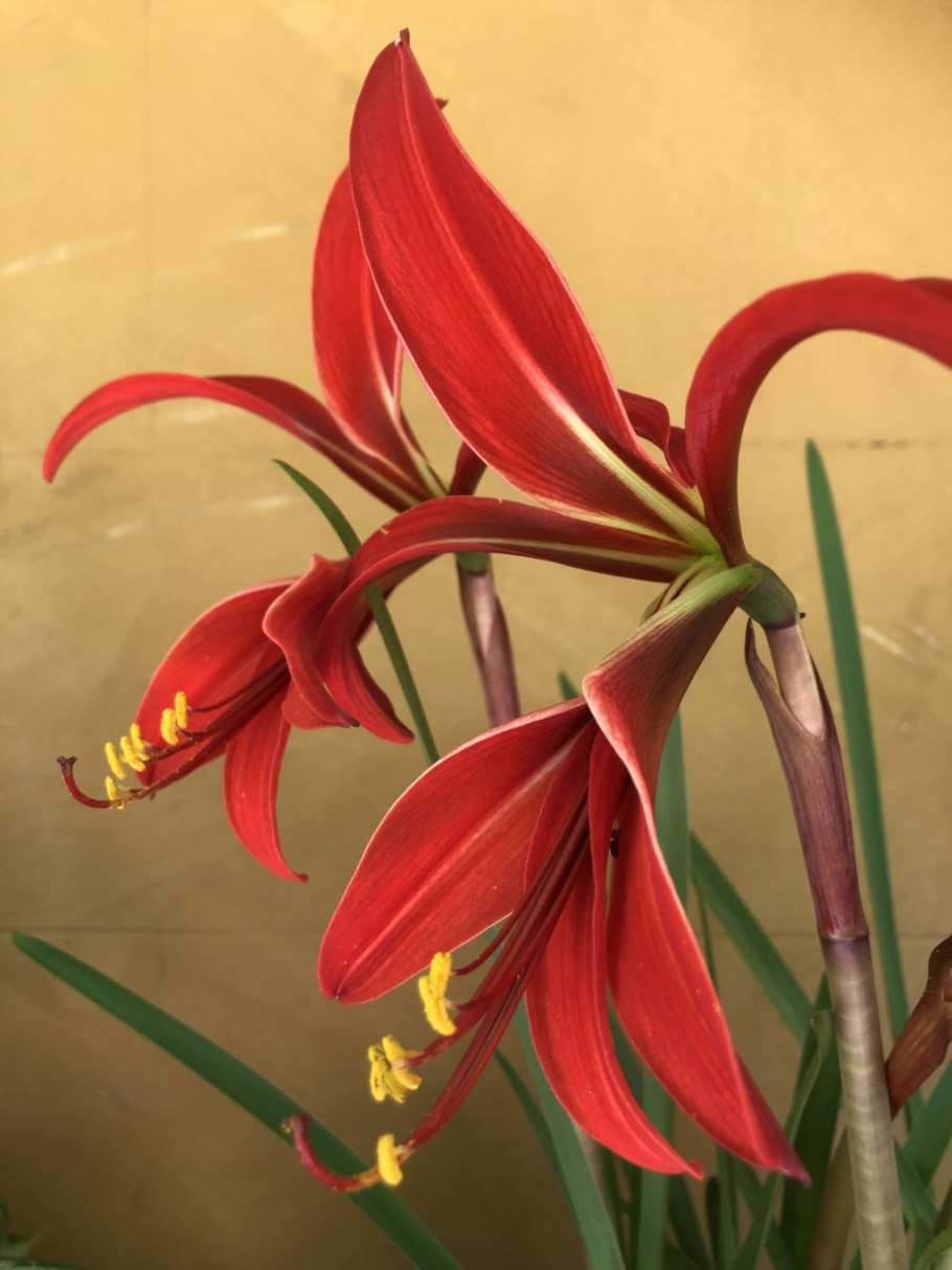 Спрекелия (Шпрекелия)