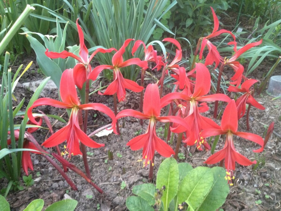 Спрекелия фото