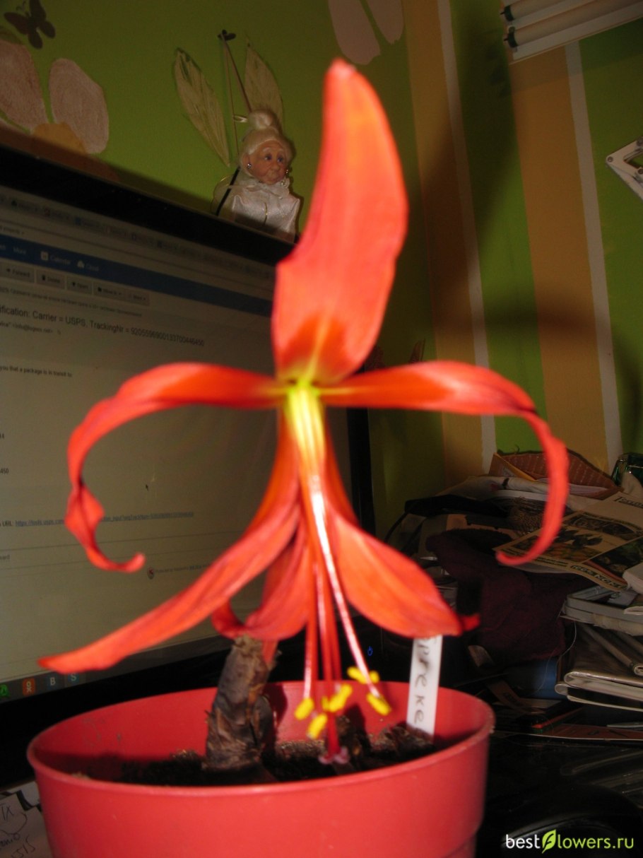 Харрисон гиппеаструма