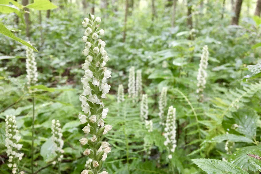 Сибирские орхидеи Гудайера ползучая