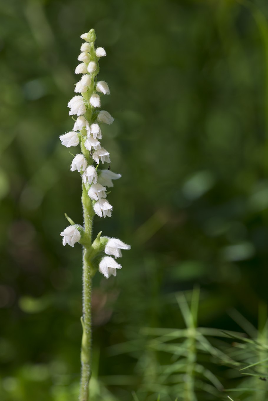 Орхидея Гудайера