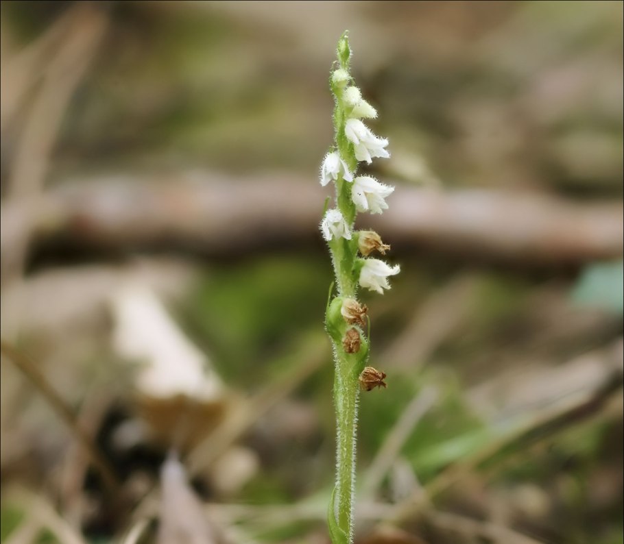 Растение Гудайера