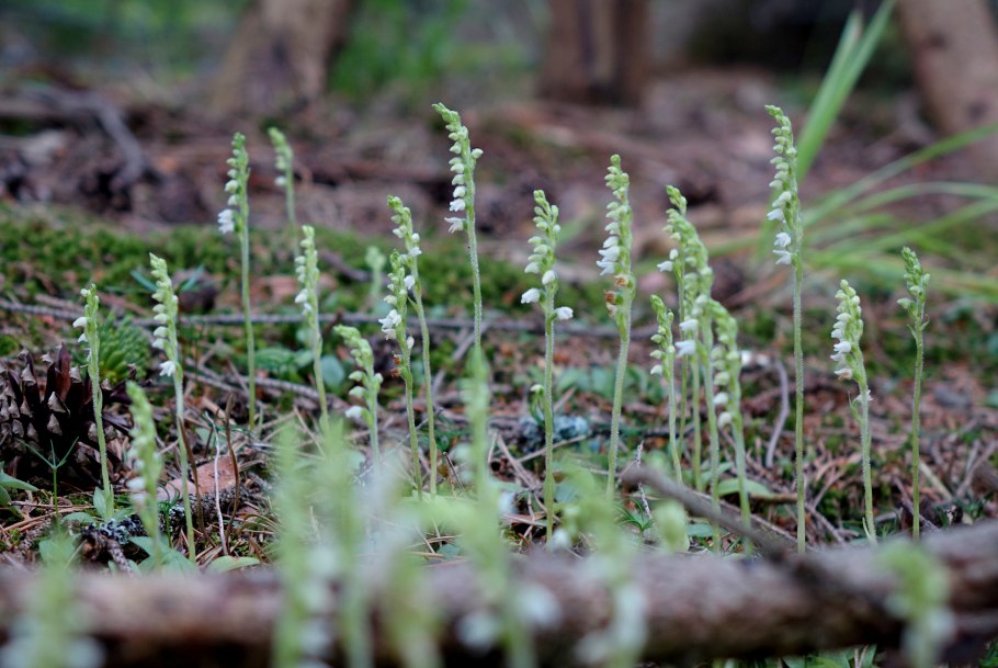 Плагиогирия ползучая